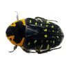 Jewel Like Green Spotted Beetle (Euchroea clementi riphaeus) Insect - TaxidermyArtistry