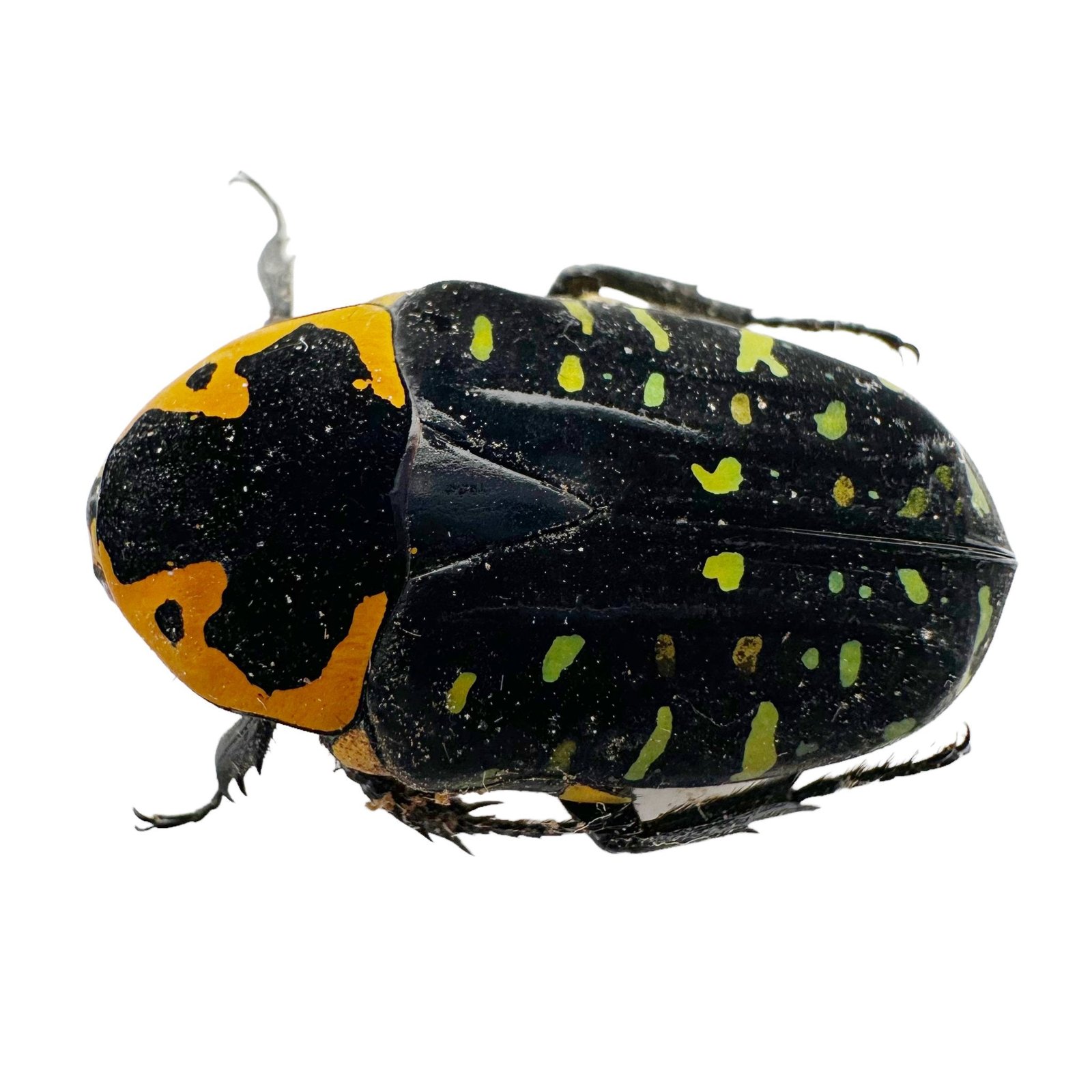 Jewel Like Green Spotted Beetle (Euchroea clementi riphaeus) Insect