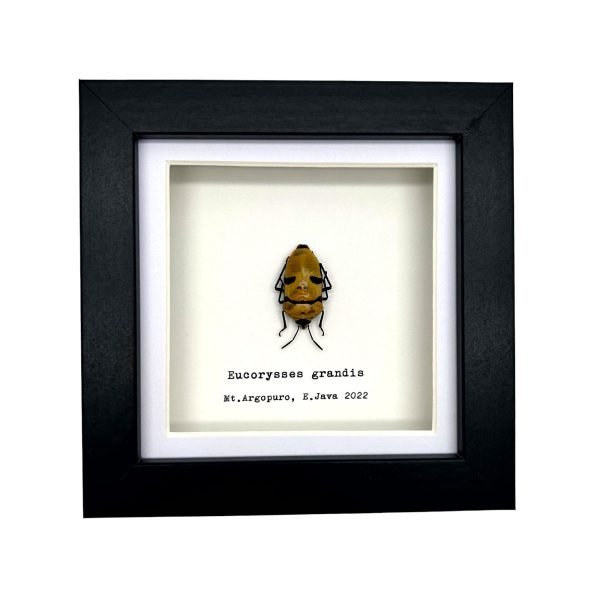 Jewel Man Face Shield Bug (Eucorysses grandis) Frame - TaxidermyArtistry Jewel Man Face Shield Bug (Eucorysses grandis) Frame - TaxidermyArtistry