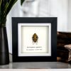 Jewel Man Face Shield Bug (Eucorysses grandis) Frame - TaxidermyArtistry Jewel Man Face Shield Bug (Eucorysses grandis) Frame - TaxidermyArtistry