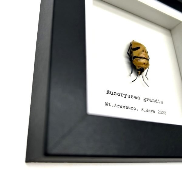 Jewel Man Face Shield Bug (Eucorysses grandis) Frame - TaxidermyArtistry Jewel Man Face Shield Bug (Eucorysses grandis) Frame - TaxidermyArtistry