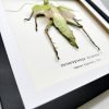 Jungle Nymph (Heteropteryx dilatata) Framed Specimen - TaxidermyArtistry Jungle Nymph (Heteropteryx dilatata) Framed Specimen - TaxidermyArtistry