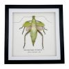 Jungle Nymph (Heteropteryx dilatata) Framed Specimen - TaxidermyArtistry Jungle Nymph (Heteropteryx dilatata) Framed Specimen - TaxidermyArtistry