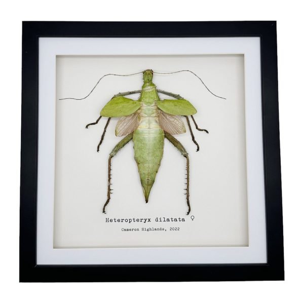 Jungle Nymph (Heteropteryx dilatata) Framed Specimen - TaxidermyArtistry Jungle Nymph (Heteropteryx dilatata) Framed Specimen - TaxidermyArtistry