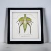 Jungle Nymph (Heteropteryx dilatata) Framed Specimen - TaxidermyArtistry Jungle Nymph (Heteropteryx dilatata) Framed Specimen - TaxidermyArtistry