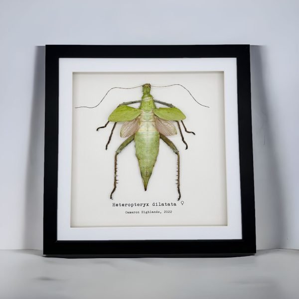 Jungle Nymph (Heteropteryx dilatata) Framed Specimen - TaxidermyArtistry Jungle Nymph (Heteropteryx dilatata) Framed Specimen - TaxidermyArtistry