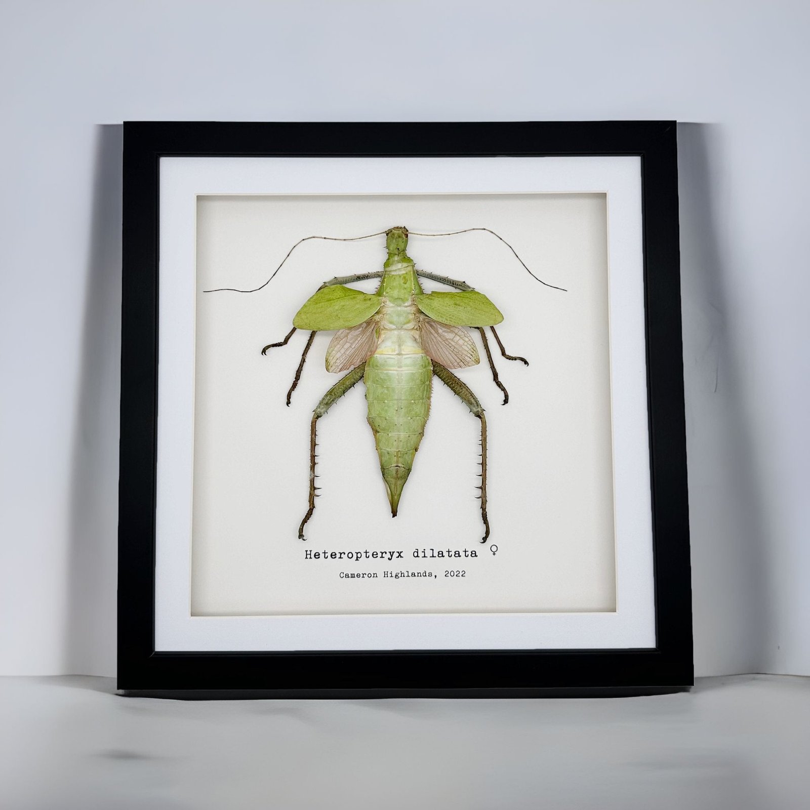 Jungle Nymph (Heteropteryx dilatata) Framed Specimen