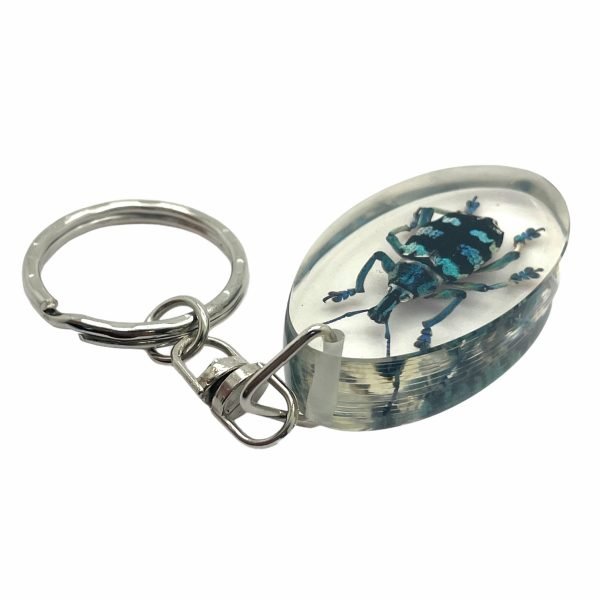 Keyring Resin Blue Banded Weevil Beetle Eupholus linnei Entomology Insect - TaxidermyArtistry