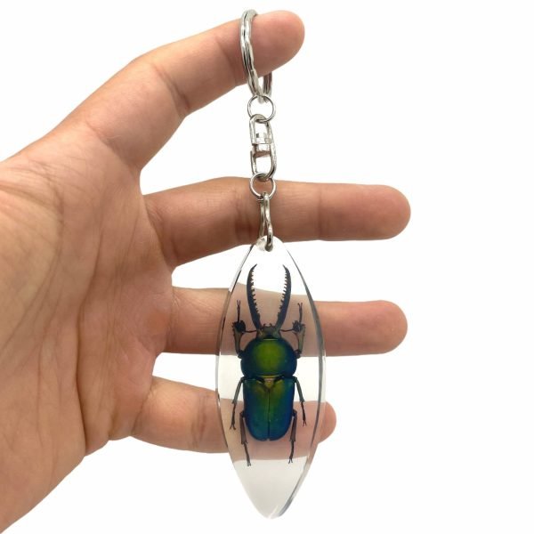 Keyring Resin Saw Tooth Stag Beetle Lamprima Adolphinae Entomology Insect - TaxidermyArtistry