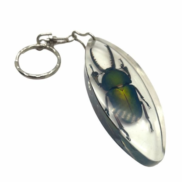 Keyring Resin Saw Tooth Stag Beetle Lamprima Adolphinae Entomology Insect - TaxidermyArtistry