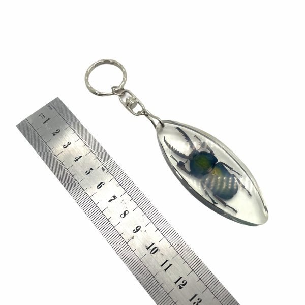 Keyring Resin Saw Tooth Stag Beetle Lamprima Adolphinae Entomology Insect - TaxidermyArtistry