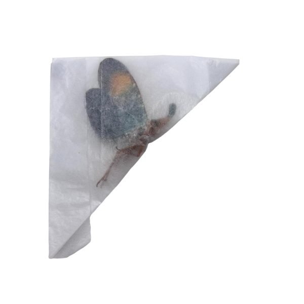 Lanterfly (Pyrops gunjii) - TaxidermyArtistry Lanterfly (Pyrops gunjii) - TaxidermyArtistry