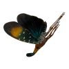 Lanterfly (Pyrops gunjii) - TaxidermyArtistry Lanterfly (Pyrops gunjii) - TaxidermyArtistry