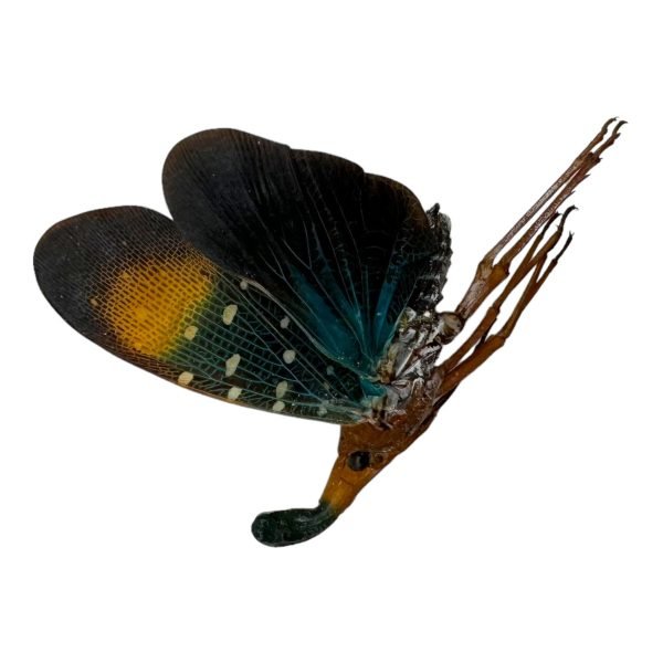 Lanterfly (Pyrops gunjii) - TaxidermyArtistry Lanterfly (Pyrops gunjii) - TaxidermyArtistry