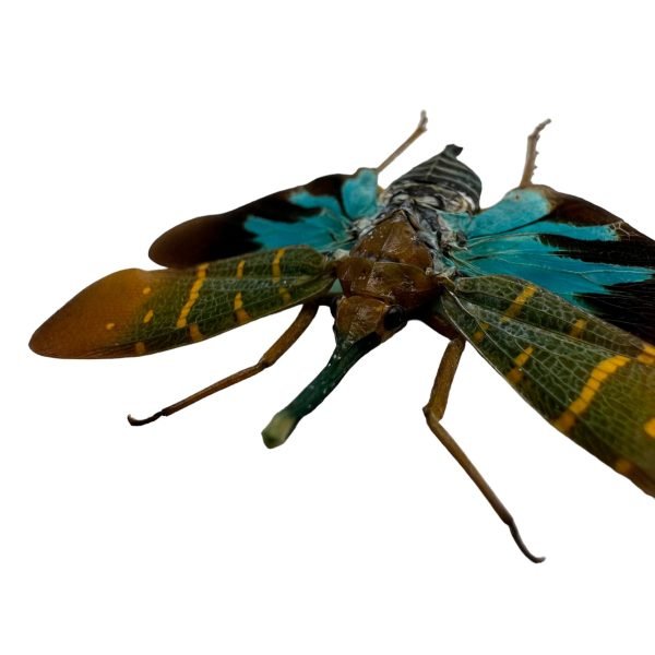 Lantern Bug (Saiva transversolineata) - TaxidermyArtistry