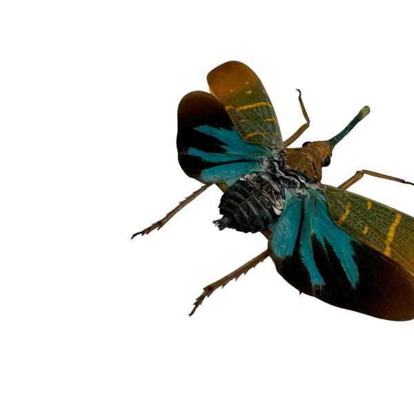 Lantern Bug (Saiva transversolineata) - TaxidermyArtistry