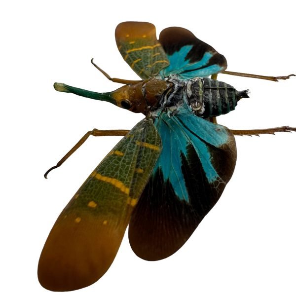 Lantern Bug (Saiva transversolineata) - TaxidermyArtistry