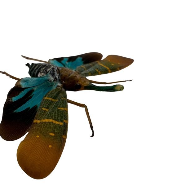 Lantern Bug (Saiva transversolineata) - TaxidermyArtistry