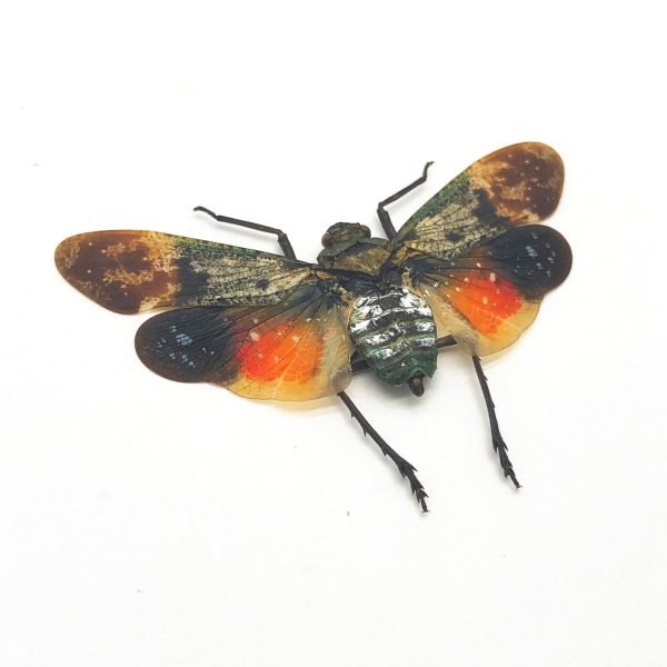 Lantern Fly (Penthicodes farinosa borneo) Insect - TaxidermyArtistry Lantern Fly (Penthicodes farinosa borneo) Insect - TaxidermyArtistry