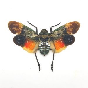 Lantern Fly (Penthicodes farinosa borneo) Insect - TaxidermyArtistry