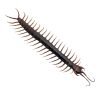 Large Centipede 16CM (Scolopendra morsitan) - TaxidermyArtistry Large Centipede 16CM (Scolopendra morsitan) - TaxidermyArtistry