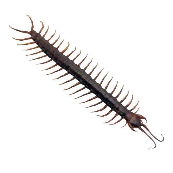 Large Centipede 16CM (Scolopendra morsitan) - TaxidermyArtistry Large Centipede 16CM (Scolopendra morsitan) - TaxidermyArtistry
