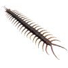 Large Centipede 16CM (Scolopendra morsitan) - TaxidermyArtistry Large Centipede 16CM (Scolopendra morsitan) - TaxidermyArtistry