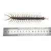 Large Centipede 16CM (Scolopendra morsitan) - TaxidermyArtistry Large Centipede 16CM (Scolopendra morsitan) - TaxidermyArtistry