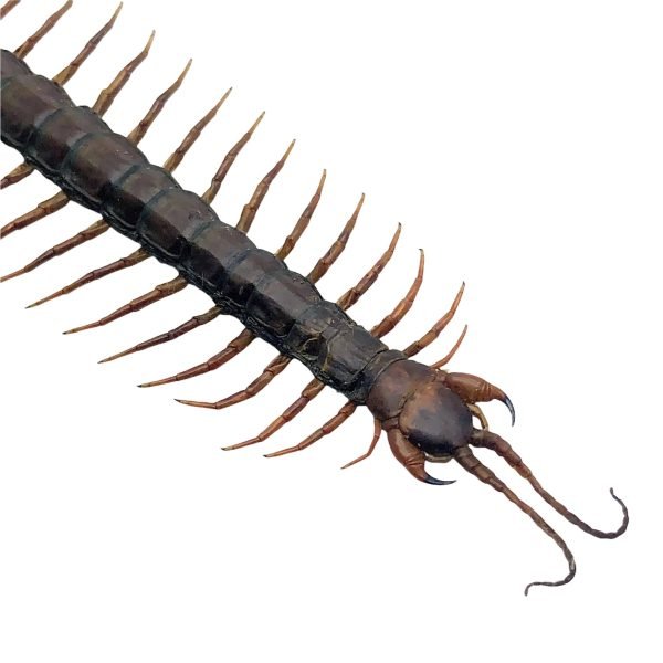 Large Centipede 16CM (Scolopendra morsitan) - TaxidermyArtistry Large Centipede 16CM (Scolopendra morsitan) - TaxidermyArtistry