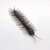 Large Centipede 16CM (Scolopendrida sp) - TaxidermyArtistry Large Centipede 16CM (Scolopendrida sp) - TaxidermyArtistry