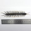 Large Centipede 16CM (Scolopendrida sp) - TaxidermyArtistry Large Centipede 16CM (Scolopendrida sp) - TaxidermyArtistry