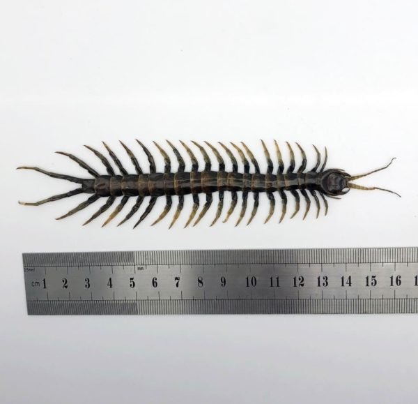 Large Centipede 16CM (Scolopendrida sp) - TaxidermyArtistry Large Centipede 16CM (Scolopendrida sp) - TaxidermyArtistry