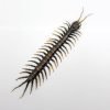 Large Centipede 16CM (Scolopendrida sp) - TaxidermyArtistry Large Centipede 16CM (Scolopendrida sp) - TaxidermyArtistry