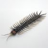 Large Centipede 16CM (Scolopendrida sp) - TaxidermyArtistry Large Centipede 16CM (Scolopendrida sp) - TaxidermyArtistry