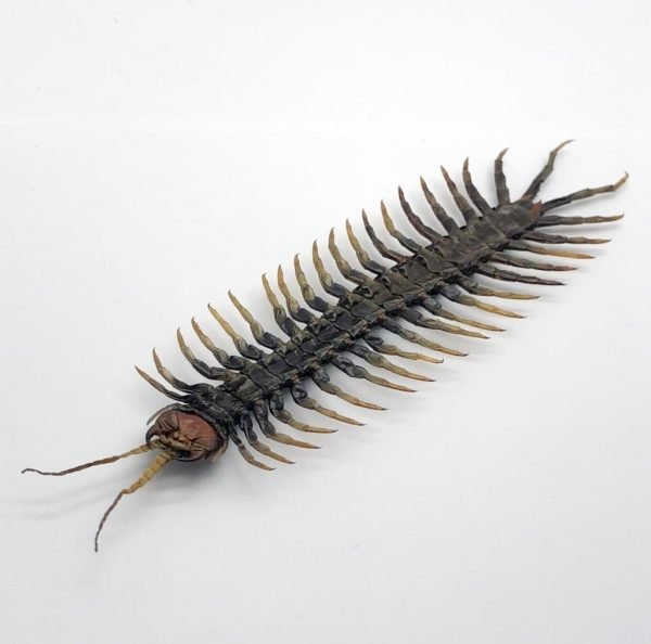 Large Centipede 16CM (Scolopendrida sp) - TaxidermyArtistry Large Centipede 16CM (Scolopendrida sp) - TaxidermyArtistry