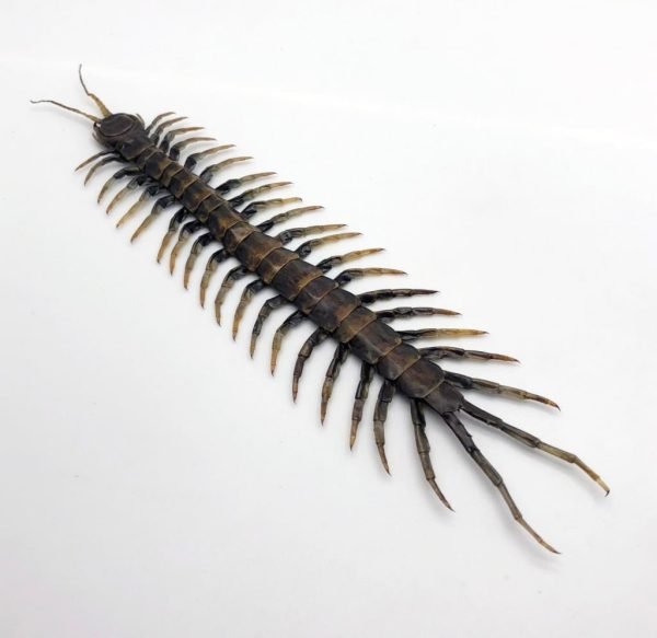 Large Centipede 16CM (Scolopendrida sp) - TaxidermyArtistry Large Centipede 16CM (Scolopendrida sp) - TaxidermyArtistry