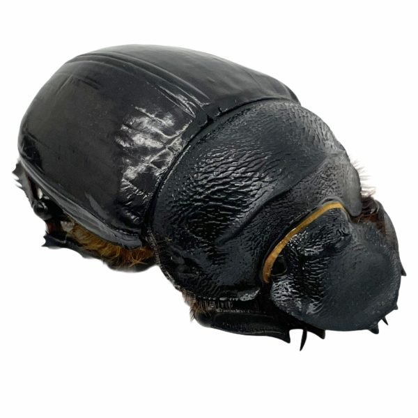 Large Dung Beetle (Heliocopris bucephalus) (PAIR) - TaxidermyArtistry Large Dung Beetle (Heliocopris bucephalus) (PAIR) - TaxidermyArtistry