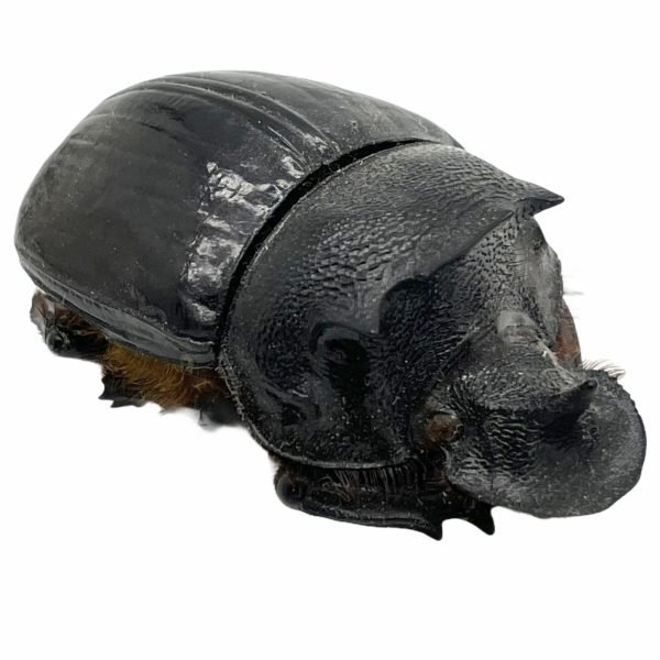 Large Dung Beetle (Heliocopris bucephalus) (PAIR) - TaxidermyArtistry Large Dung Beetle (Heliocopris bucephalus) (PAIR) - TaxidermyArtistry