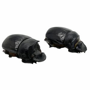 Large Dung Beetle (Heliocopris bucephalus) (PAIR) - TaxidermyArtistry
