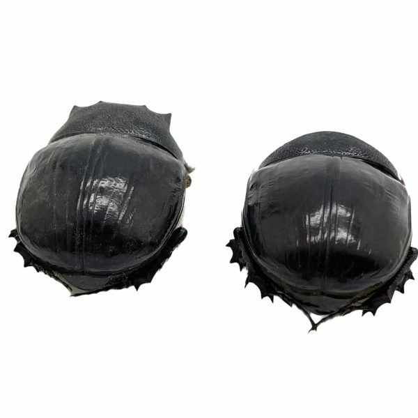 Large Dung Beetle (Heliocopris bucephalus) (PAIR) - TaxidermyArtistry Large Dung Beetle (Heliocopris bucephalus) (PAIR) - TaxidermyArtistry