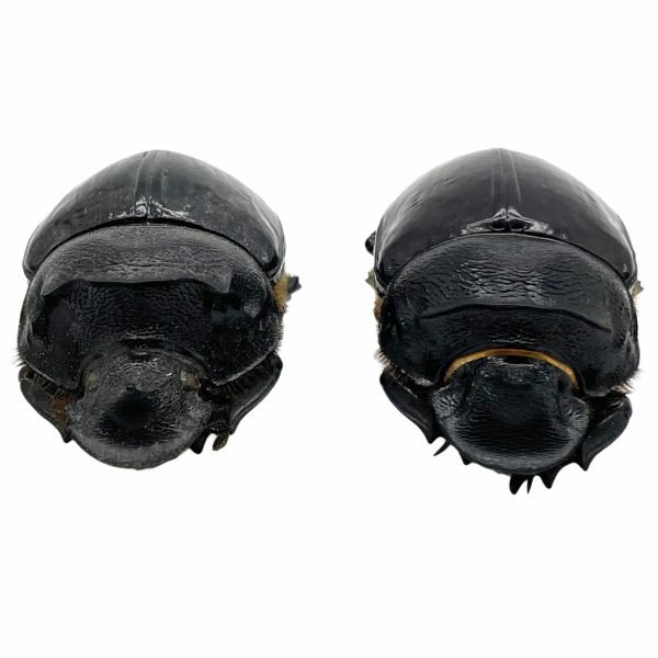 Large Dung Beetle (Heliocopris bucephalus) (PAIR) - TaxidermyArtistry Large Dung Beetle (Heliocopris bucephalus) (PAIR) - TaxidermyArtistry