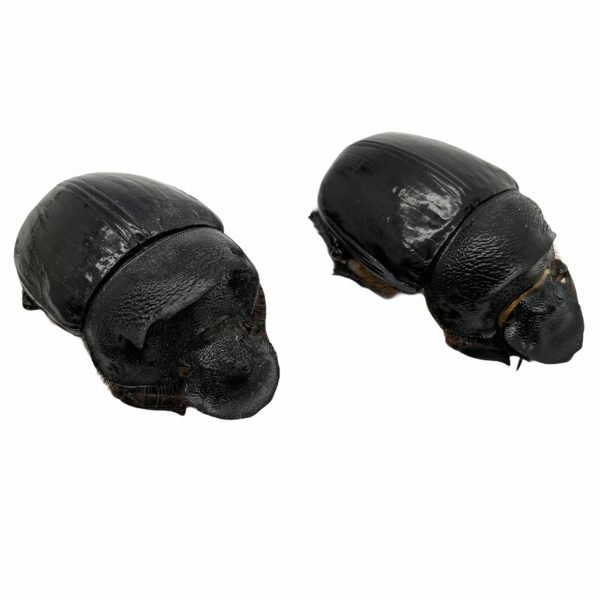 Large Dung Beetle (Heliocopris bucephalus) (PAIR) - TaxidermyArtistry Large Dung Beetle (Heliocopris bucephalus) (PAIR) - TaxidermyArtistry