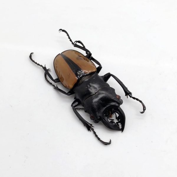 Large Odontolabis ludekingi Stag Beetle - TaxidermyArtistry