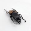 Large Odontolabis ludekingi Stag Beetle - TaxidermyArtistry