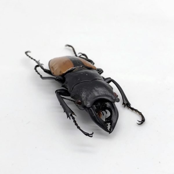 Large Odontolabis ludekingi Stag Beetle - TaxidermyArtistry