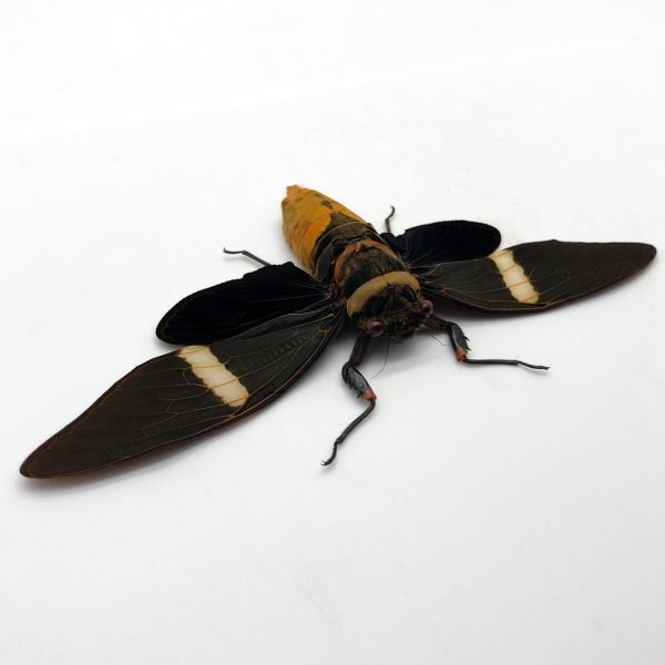 Large Orange Cicada (Tosena albata) - TaxidermyArtistry Large Orange Cicada (Tosena albata) - TaxidermyArtistry