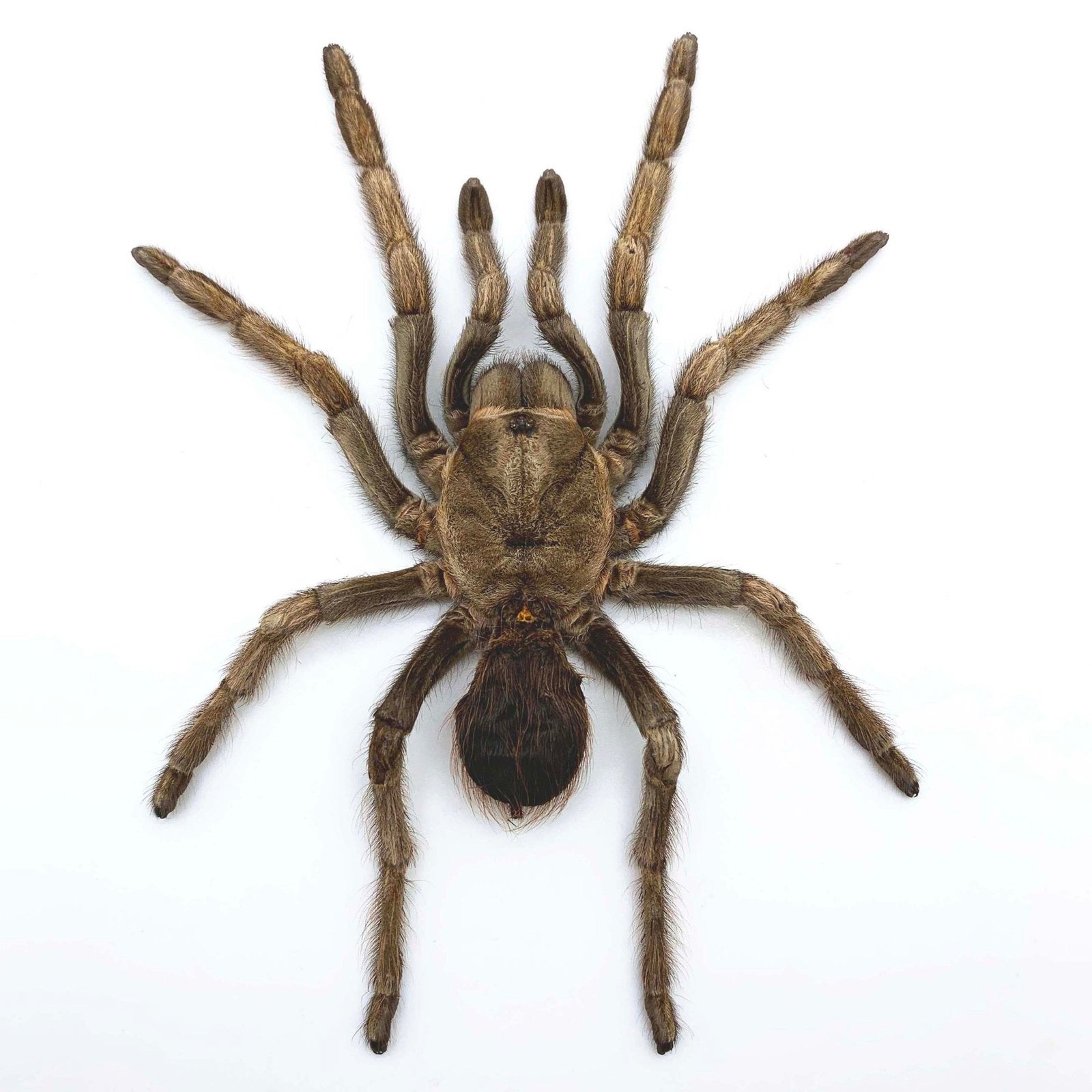 Large Rusty Birdeater Tarantula Spider (Acanthoscurria ferina) (SPREAD)