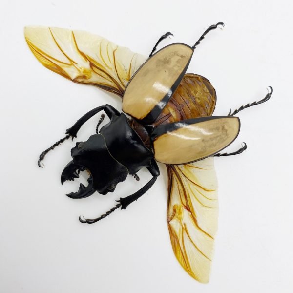 Large Spread Odontolabis ludekingi Stag Beetle - TaxidermyArtistry