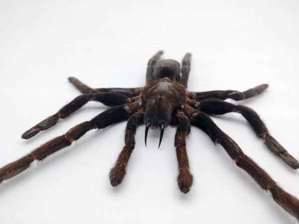 LARGE SPREAD Taxidermy Tarantula Spider Eurypelma spinicrus - TaxidermyArtistry LARGE SPREAD Taxidermy Tarantula Spider Eurypelma spinicrus - TaxidermyArtistry