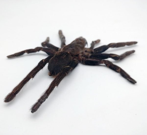 LARGE SPREAD Taxidermy Tarantula Spider Eurypelma spinicrus - TaxidermyArtistry LARGE SPREAD Taxidermy Tarantula Spider Eurypelma spinicrus - TaxidermyArtistry